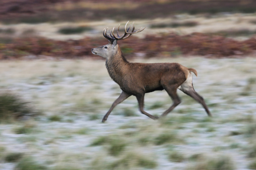 Young stag running in the pre-dawn. The grass is still frosted. Slightly soft, with noticeable motion blur.