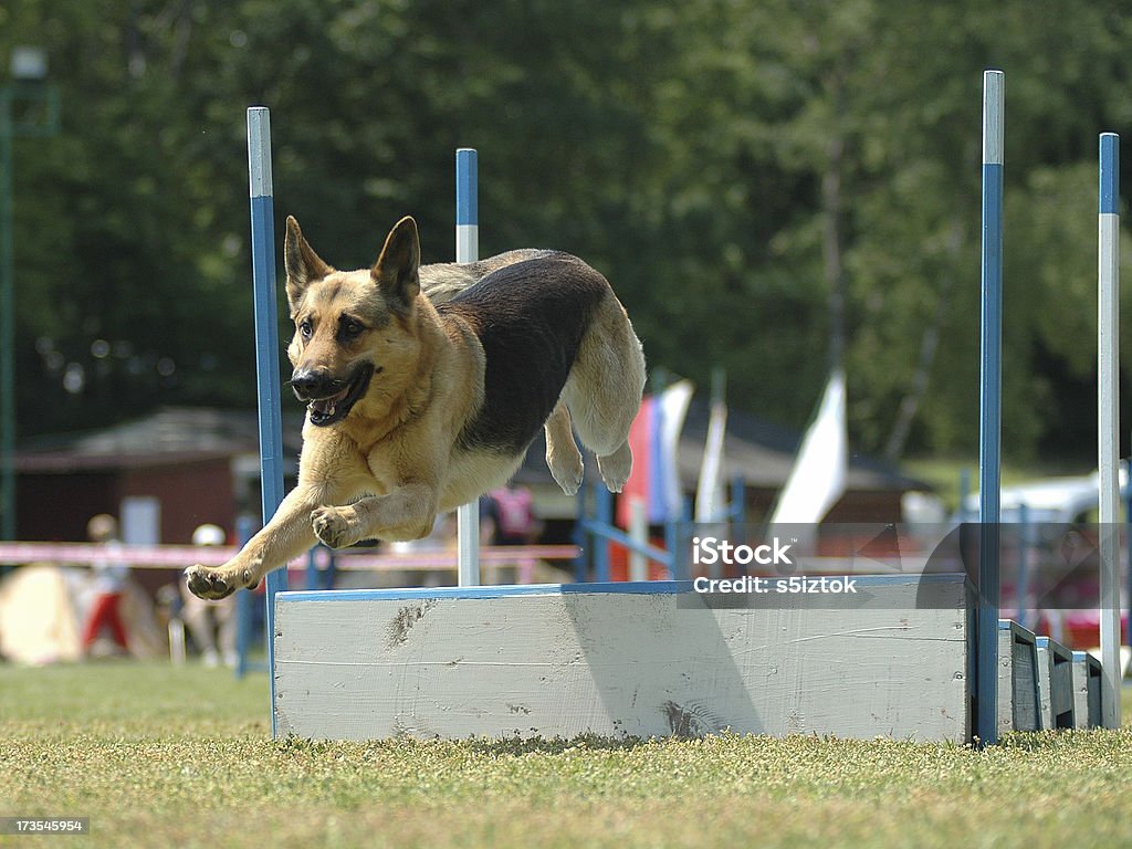 long jump german shepherd on long jump obstacel German Culture Stock Photo