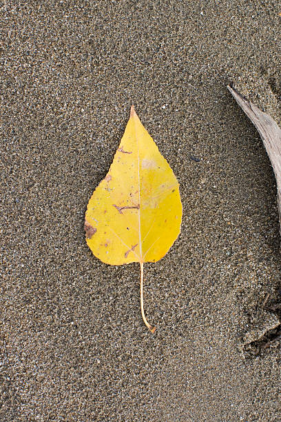 Autumn leaf on the beach stock photo