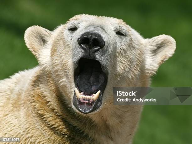 Петь Полярный Медведь Maritimus — стоковые фотографии и другие картинки Полярный медведь - Полярный медведь, Зевать, Арктика