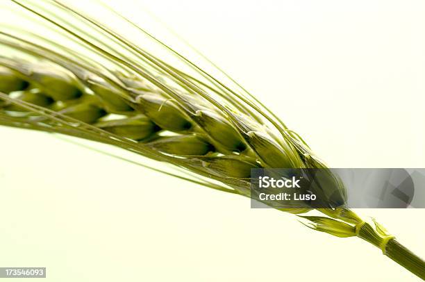 Foto de Trigo Integral e mais fotos de stock de Agricultura - Agricultura, Antioxidante, Cereal