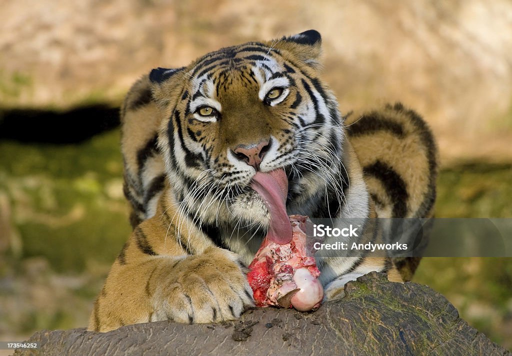 Pussycat - Lizenzfrei Essen - Mund benutzen Stock-Foto