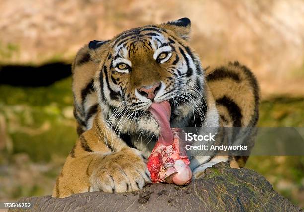 Pussycat Stockfoto und mehr Bilder von Essen - Mund benutzen - Essen - Mund benutzen, Tiere bei der Jagd, Tiger