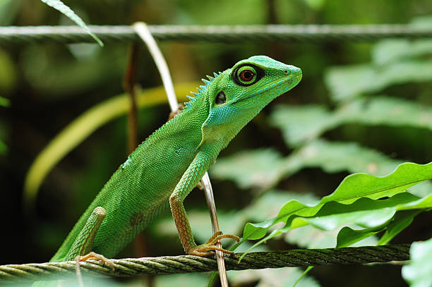 Lagarto está a chegar! - fotografia de stock