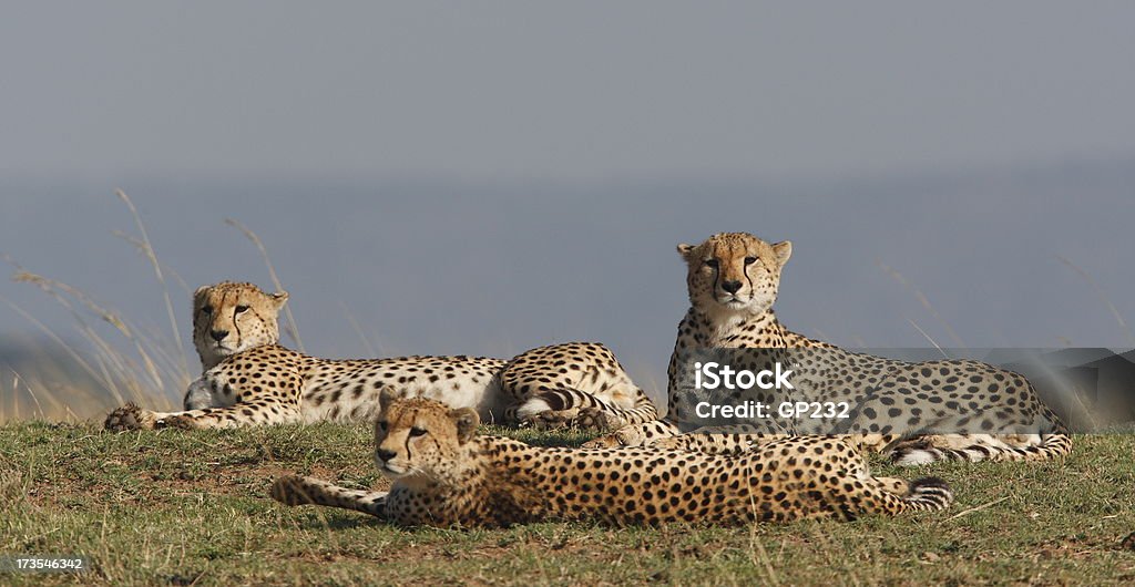Drei Geparden - Lizenzfrei Afrika Stock-Foto