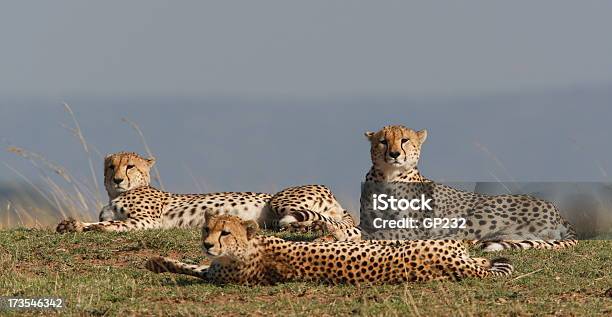 Photo libre de droit de Trois Guépards banque d'images et plus d'images libres de droit de Acacia - Acacia, Afrique, Animaux de safari