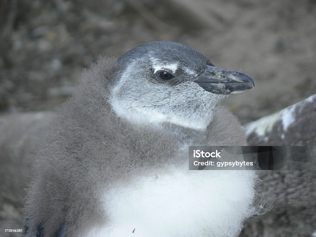 Pinguino chick - Foto stock royalty-free di Africa