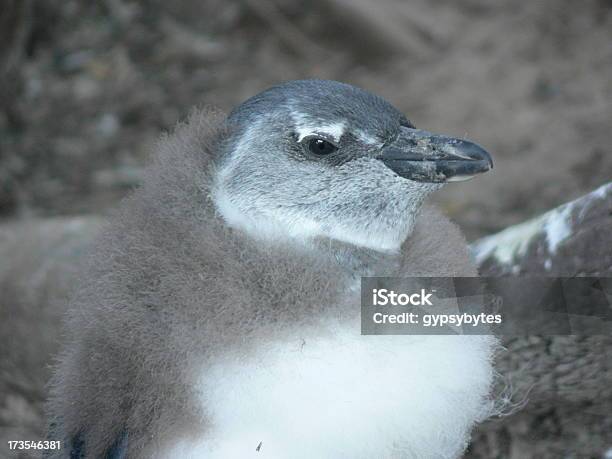 Pinguim Chick - Fotografias de stock e mais imagens de Animal - Animal, Animal selvagem, Ave incapaz de voar