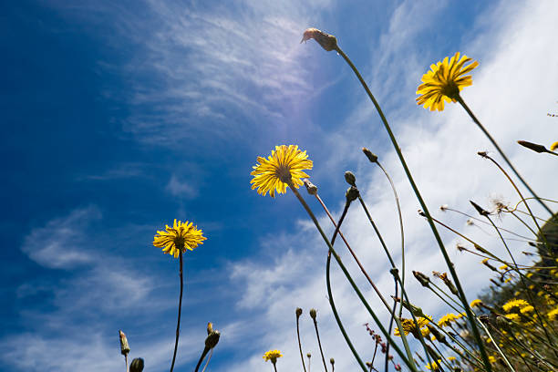 istock Yellow flowers and clear sky 173546422