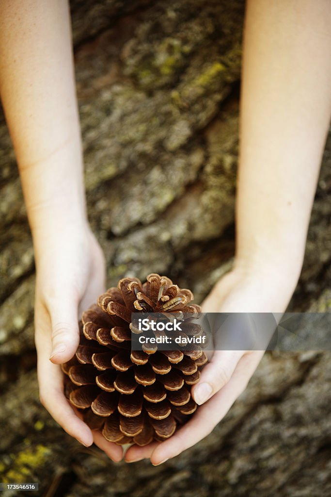 Pine as mãos - Foto de stock de Casca de Árvore royalty-free