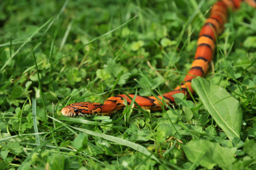 An orange and black Okeetee corn snake glides through the grass hunting for prey.Other snakes: