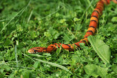Orange Snake Hunts in the Grass