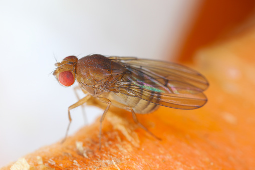 Drosophila melanogaster fruit fly extreme close up macro