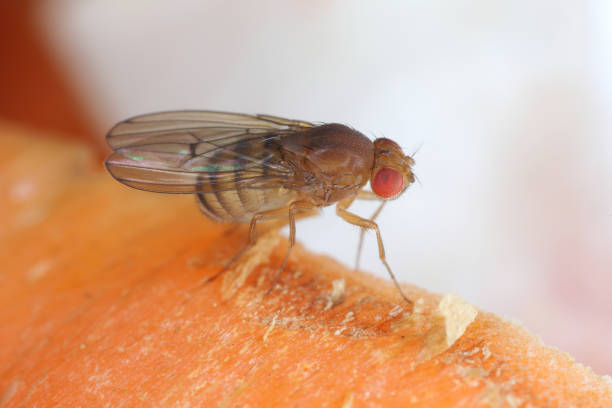 istock Fruit fly or vinegar fly (Drosophila melanogaster) on carrot peelings. 1735466998