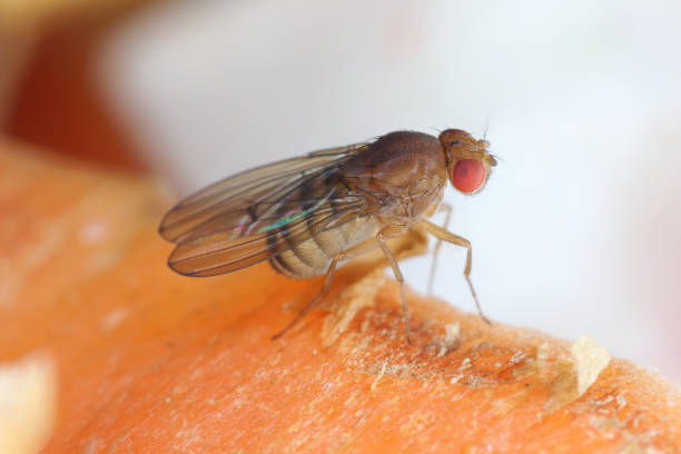 istock Fruit fly or vinegar fly (Drosophila melanogaster) on carrot peelings. 1735467012