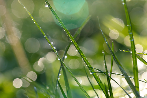 the green background from a grass on a lawn  close up