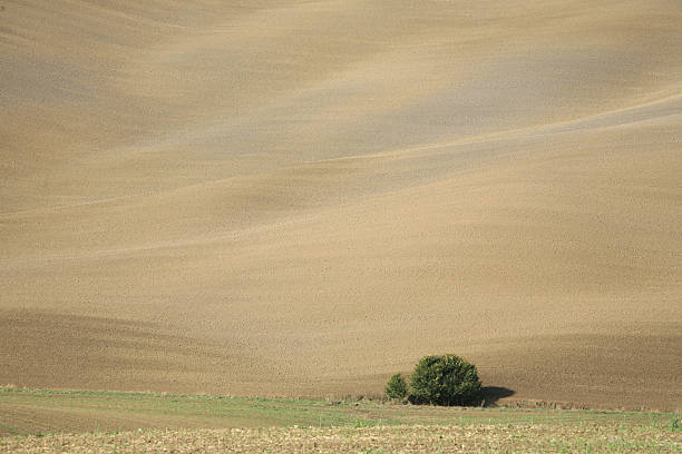 istock Agriculture landscape in Val d'Orcia 173546736