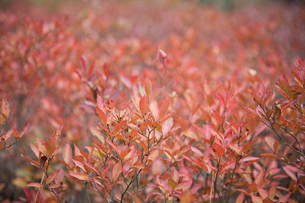 Autumn Foliage of Blueberry Bushes "The New Jersey Pine Barrens are full of blueberries, and in the fall they turn a lovely red that carpets the woods." blueberry autumn bush northblue blueberry stock pictures, royalty-free photos & images