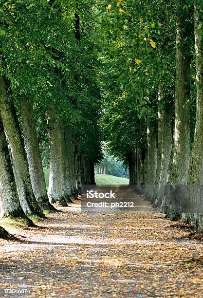 Foto de O Old Avenue e mais fotos de stock de Avenida - Avenida, Cena Não-urbana, Cena Rural