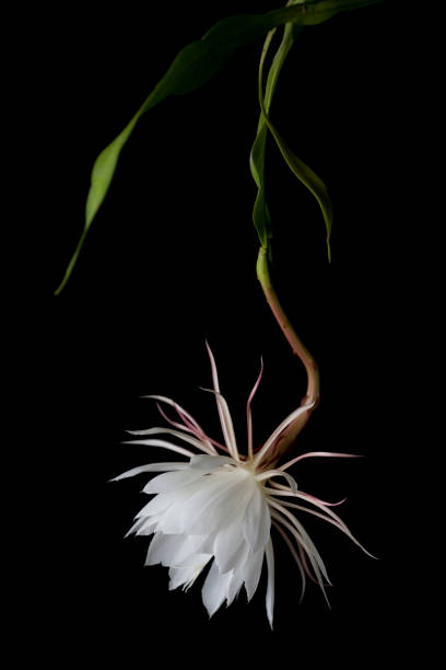 Queen of the Night "Well, I had another blessed event with this plant this year, and shot a new series. The night-blooming cereus only blooms at night, and what a show it performs. The flower is as big as a grapefruit, is a beautiful as the plant is ugly, and perfumes the air in the whole room." night blooming cereus stock pictures, royalty-free photos & images