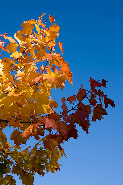 Los colores del otoño - foto de stock
