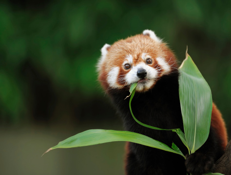A cute red panda sticks out its tongue while eating bamboo.