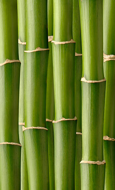 bosque de bambú - giant bamboo fotografías e imágenes de stock