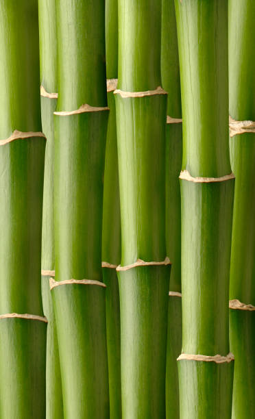 foresta di bambù - giant bamboo foto e immagini stock