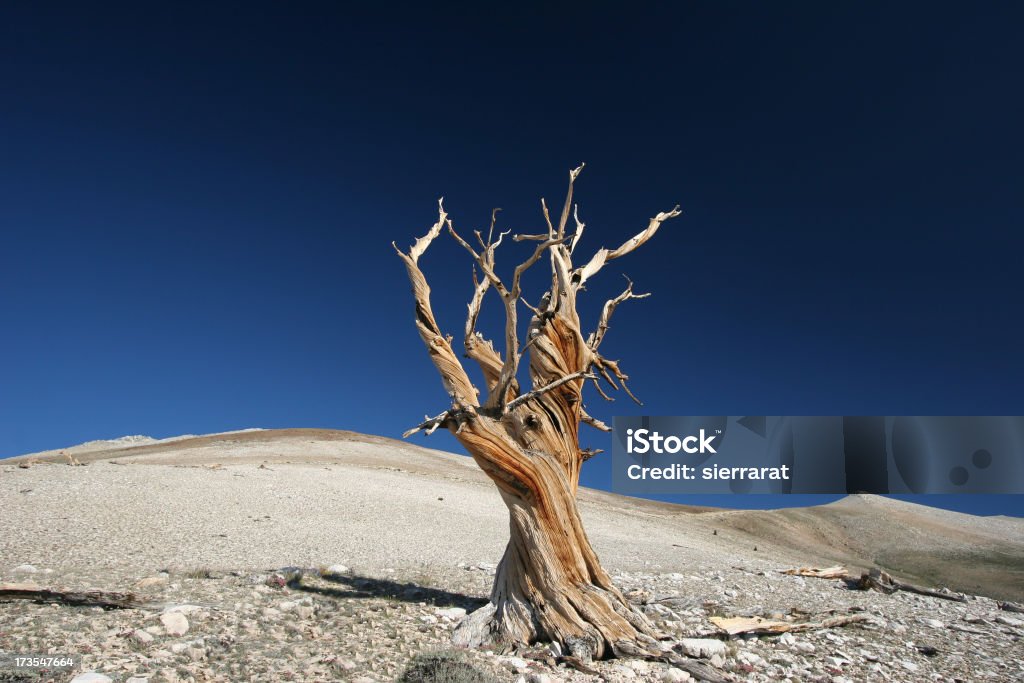 Antigua pino erizo - 10 - Foto de stock de Vista ascendente libre de derechos