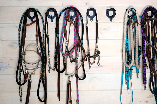 Leather horse bridles and bits hanging on wall of stable