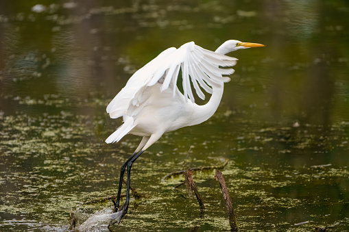 A Great Egret (Ardea alba) in freshwater wetland spreads its wings and begins to fly away.