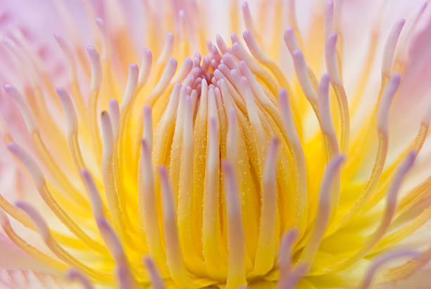 istock Lotus pollen Close-up 173547740