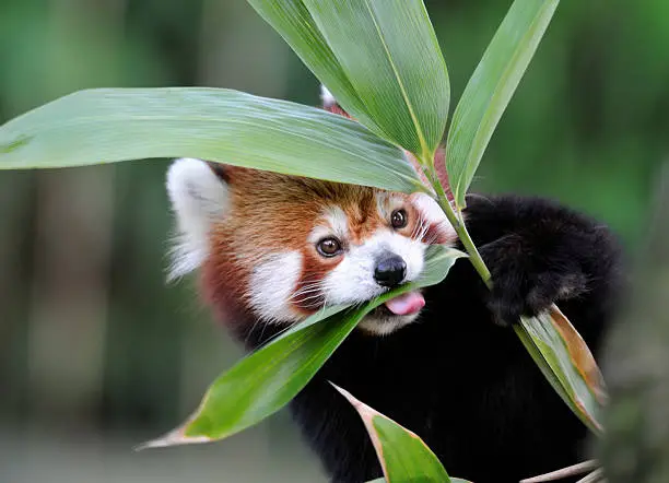Photo of red panda