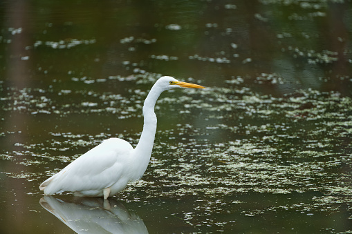 A Great Egret (Ardea alba) wades in freshwater wetland as it hunts.