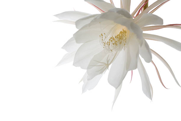 White Night Blooming Cereus Flower, Epiphyllum Orchid Cactus Common name is Queen of the Night. I backlit this one, to emphasize just how pure and white the flower is. The mass of yellow stamens is in focus, the lower petals, and back bracts. Such a majestic flower and highly fragrant. terryfic3d stock pictures, royalty-free photos & images
