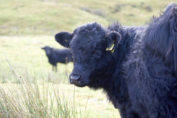 istock Welsh Black Cow head close up 173547982