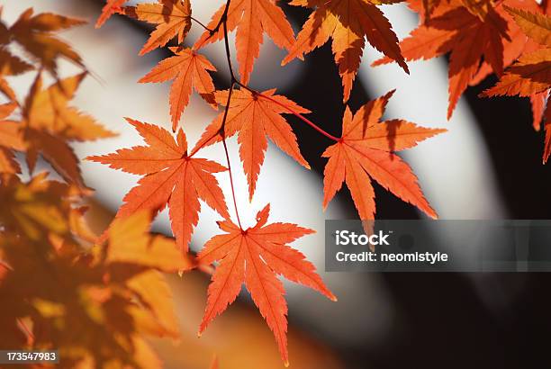 단풍 잎 0명에 대한 스톡 사진 및 기타 이미지 - 0명, 가을, 고요한 장면