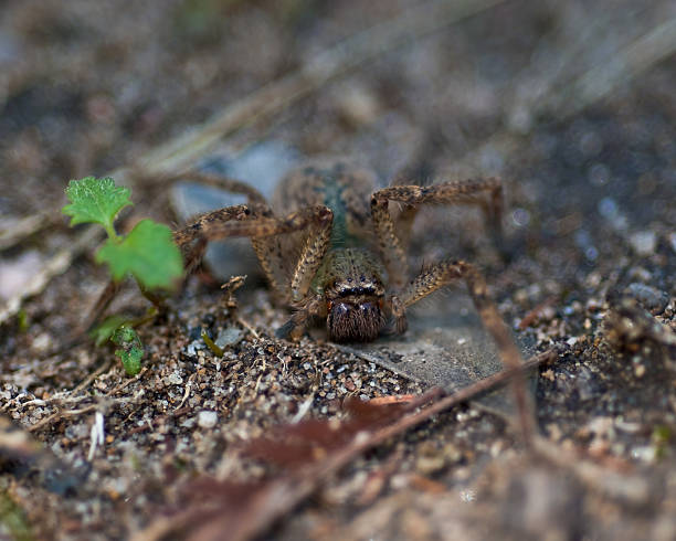 Spider camouflaged stock photo