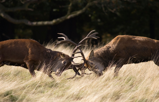 Red deer, cervus elaphus, stag with large antlers lying down on a meadow and roaring in rutting season. Animal wildlife calling. Wild mammal making loud sound to mark territory.