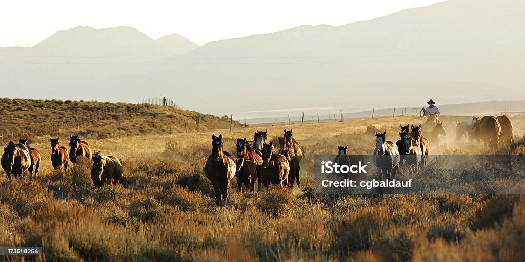 Caballos y Cowboy en el polvo - Foto de stock de Caballo - Familia del caballo libre de derechos