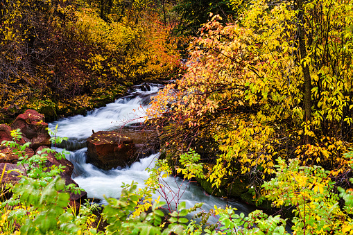 Autumn forest by the river. A great place for weekend excursion in the Carpathian Mountains in autumn. A perfect spot for fly fishing.