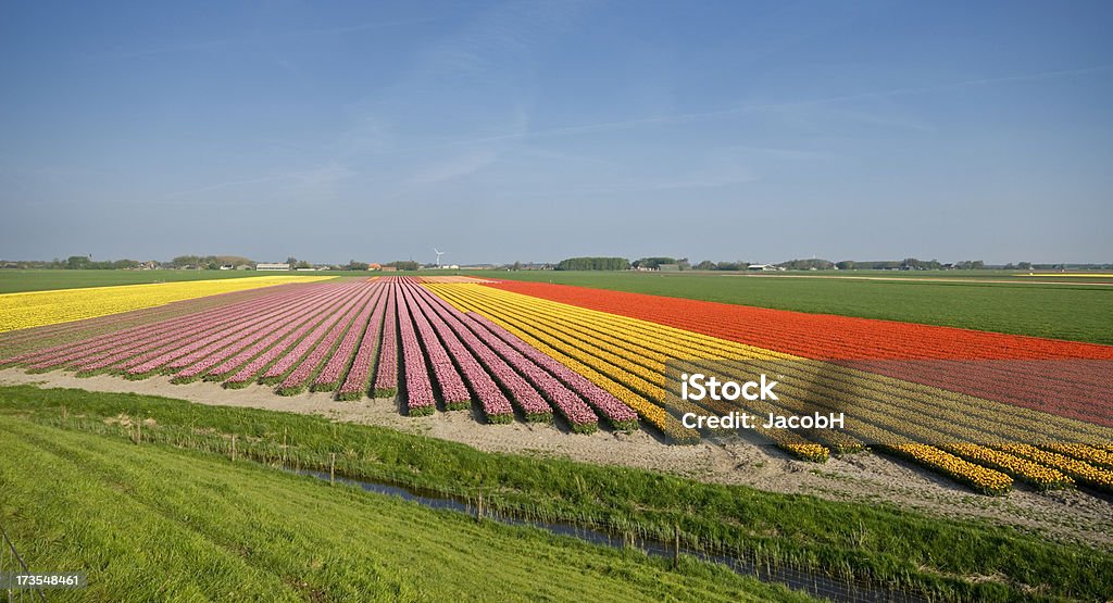 Bunte Tulpen-Felder - Lizenzfrei Agrarbetrieb Stock-Foto