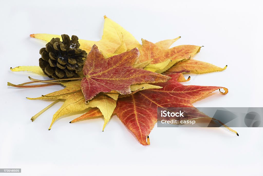 Foglie d'autunno - Foto stock royalty-free di Autunno