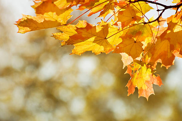 秋の落ち葉 ストックフォト