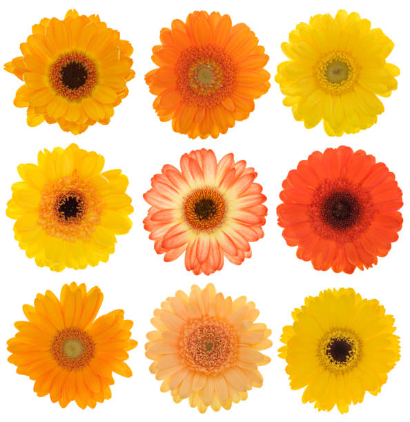 istock Selection of isolated yellow and orange Gerberas 173548594