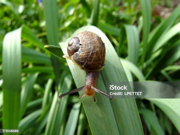 Common Gehäuseschnecke Stockfoto und mehr Bilder von Hausgarten - Hausgarten, Weinbergschnecke, Gartenanlage