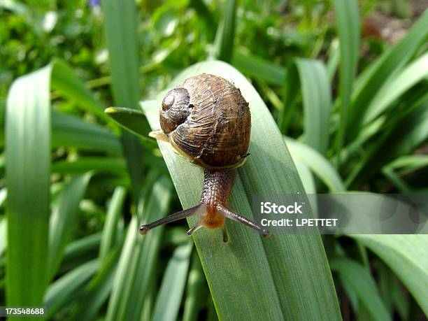 Foto de Common Caracol De Jardim e mais fotos de stock de Caracol - Caracol, Jardim particular, Jardim clássico