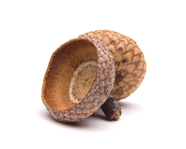 istock Attached tops of acorns isolated on white 173548770
