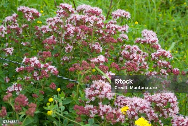 Mejorana Origanum Vulgare Foto de stock y más banco de imágenes de Aire libre - Aire libre, Alambre, Aromaterapia