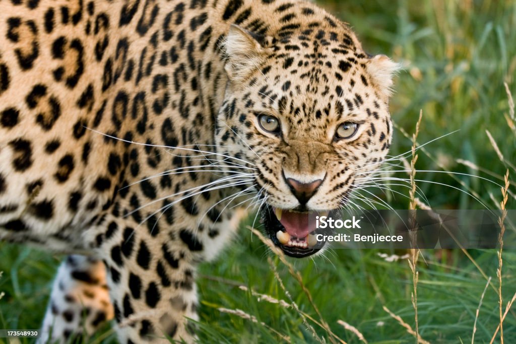 Angry de leopardo - Foto de stock de Leopardo royalty-free